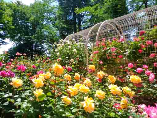 令和３年須和田公園に咲くバラの花⑩