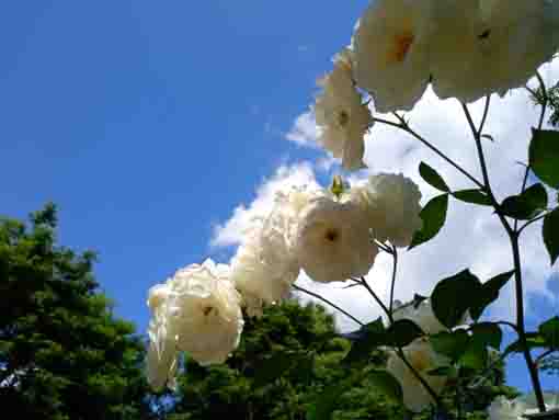 須和田公園を彩るバラの花5