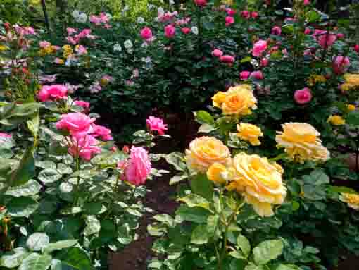 須和田公園満開に咲く色とりどりのバラの花