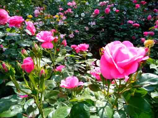 須和田公園に咲く大輪のピンクのバラ