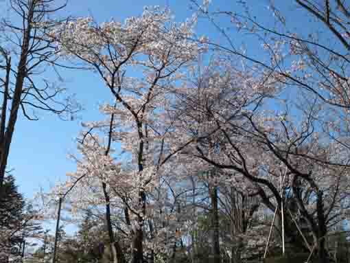 令和２年須和田公園の桜�C