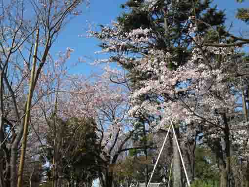 令和２年須和田公園の桜�@