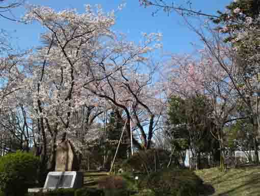 令和２年須和田公園の桜�A