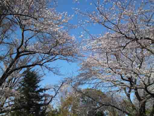 令和２年須和田公園の桜�B