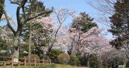 須和田公園の春