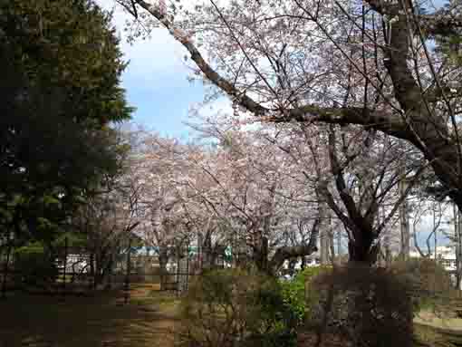 須和田公園に咲く桜の花４