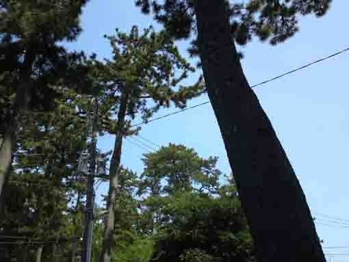 black pine trees in Suwa Jinja in Hirata
