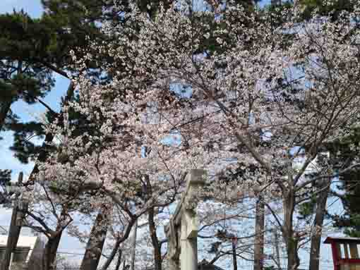 平田諏訪神社の桜の花