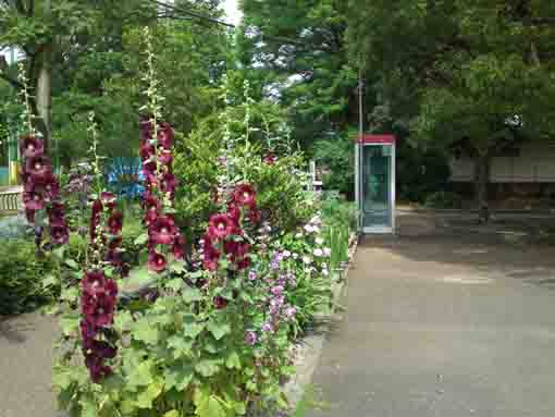 篠崎公園B地区電話ボックスとタチアオイ