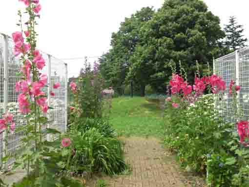 pink tachiaoi flowers in a park