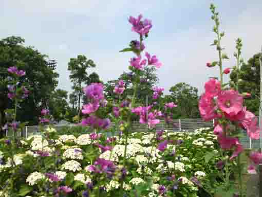 tachiaoi flowers in front of ajisai blossoms