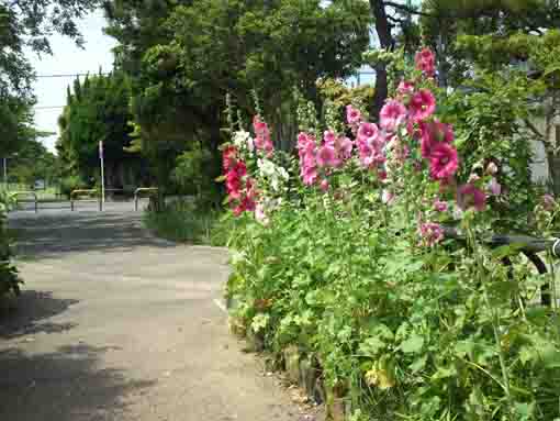 many tachiaoi flowers in Shinozaki Park