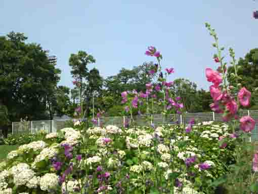 篠崎公園付近に咲くタチアオイと紫陽花