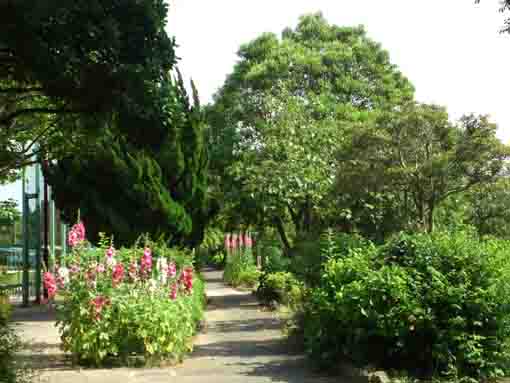 tachiaoi flowers along a path in Shinozaki