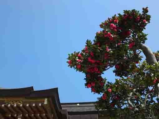 寶珠山多聞寺の椿