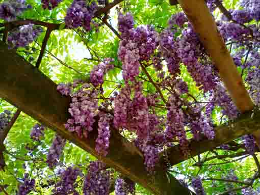 Wisteria Blossoms in Tekona Reishindo Hall