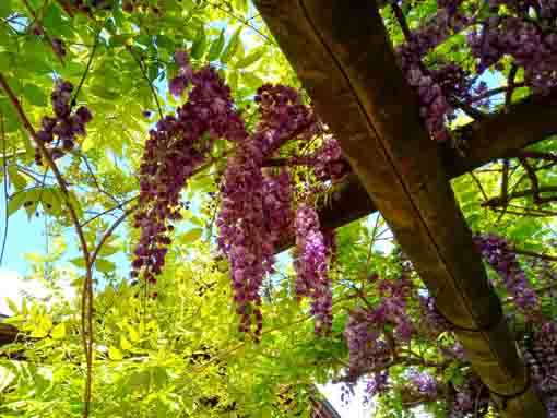 郭沫若記念公園の芝桜の絨毯