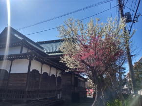 令和３年手児奈霊神堂の白い桜１