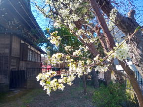 令和３年手児奈霊神堂の白い桜４