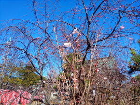 令和３年手児奈霊神堂のしだれ桜２