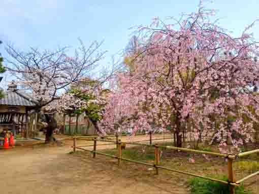 手児奈霊神堂に咲く桜４