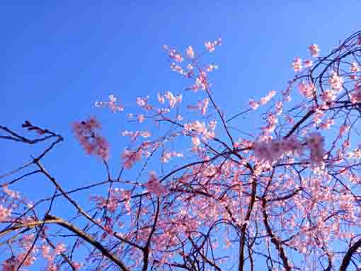 手児奈霊神堂に咲くしだれ桜と青空１