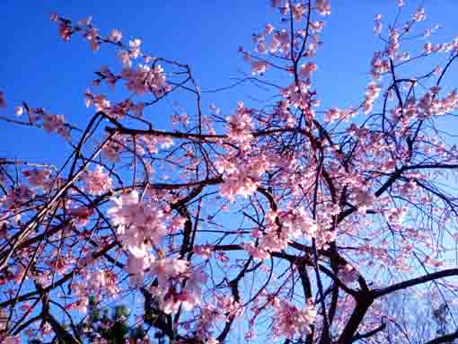 手児奈霊神堂に咲くしだれ桜と青空２