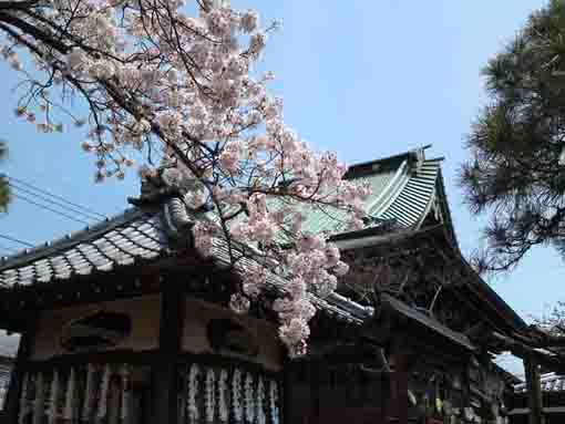 手児奈霊神堂と桜と青空