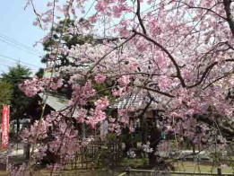 手児奈霊神堂に咲く桜３