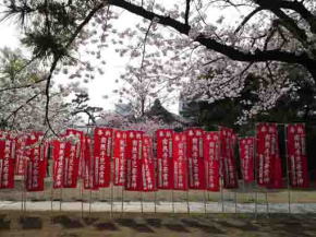 手児奈霊神堂の赤い幟と桜