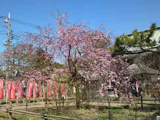Shidare Sakura in Tekona in March 20