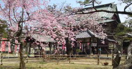 手児奈霊堂の桜