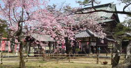 Cherry blossoms in Tekona