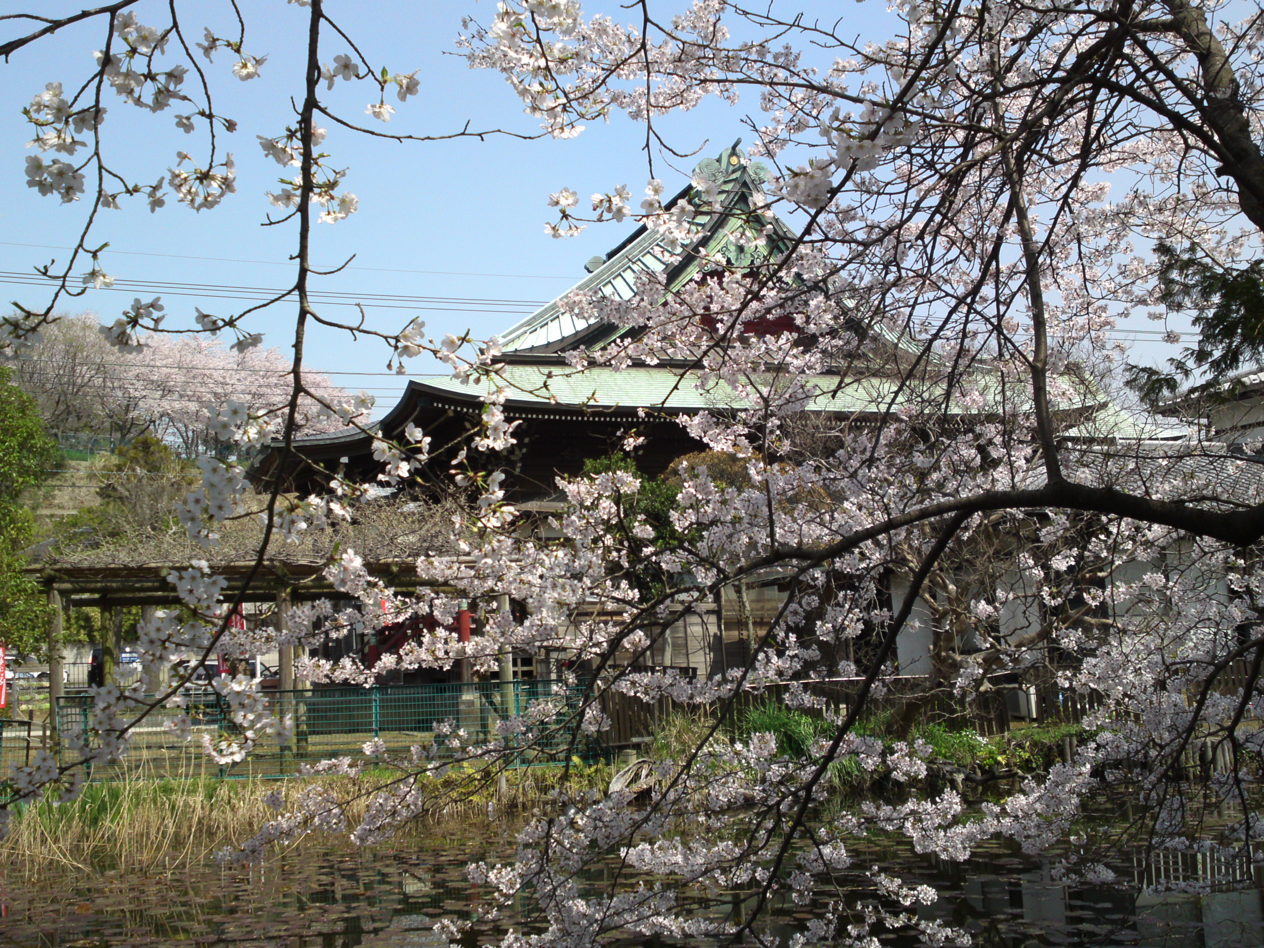 2016年手児奈霊神堂に咲く桜の花々１