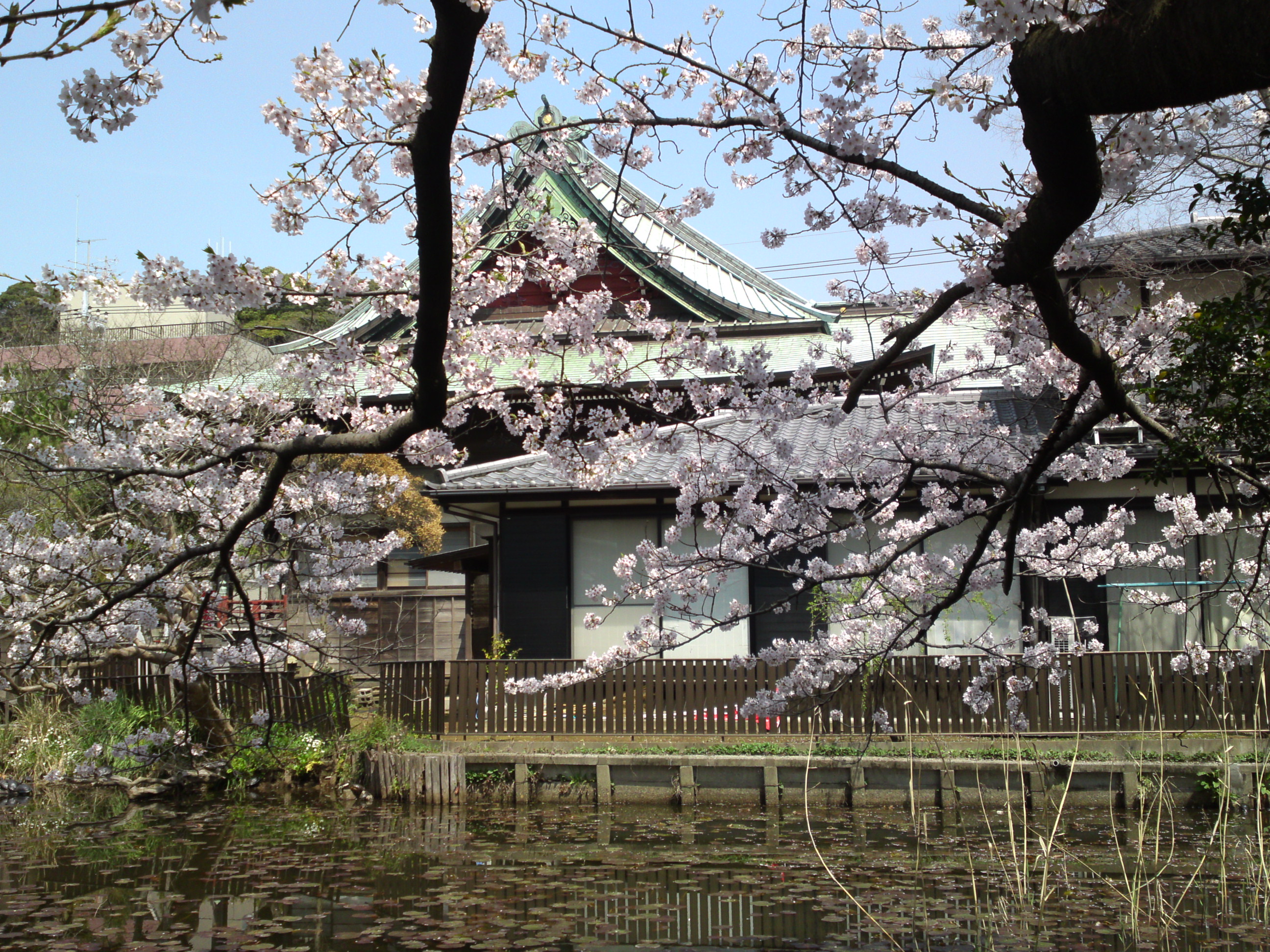 2016年手児奈霊神堂に咲く桜の花々２