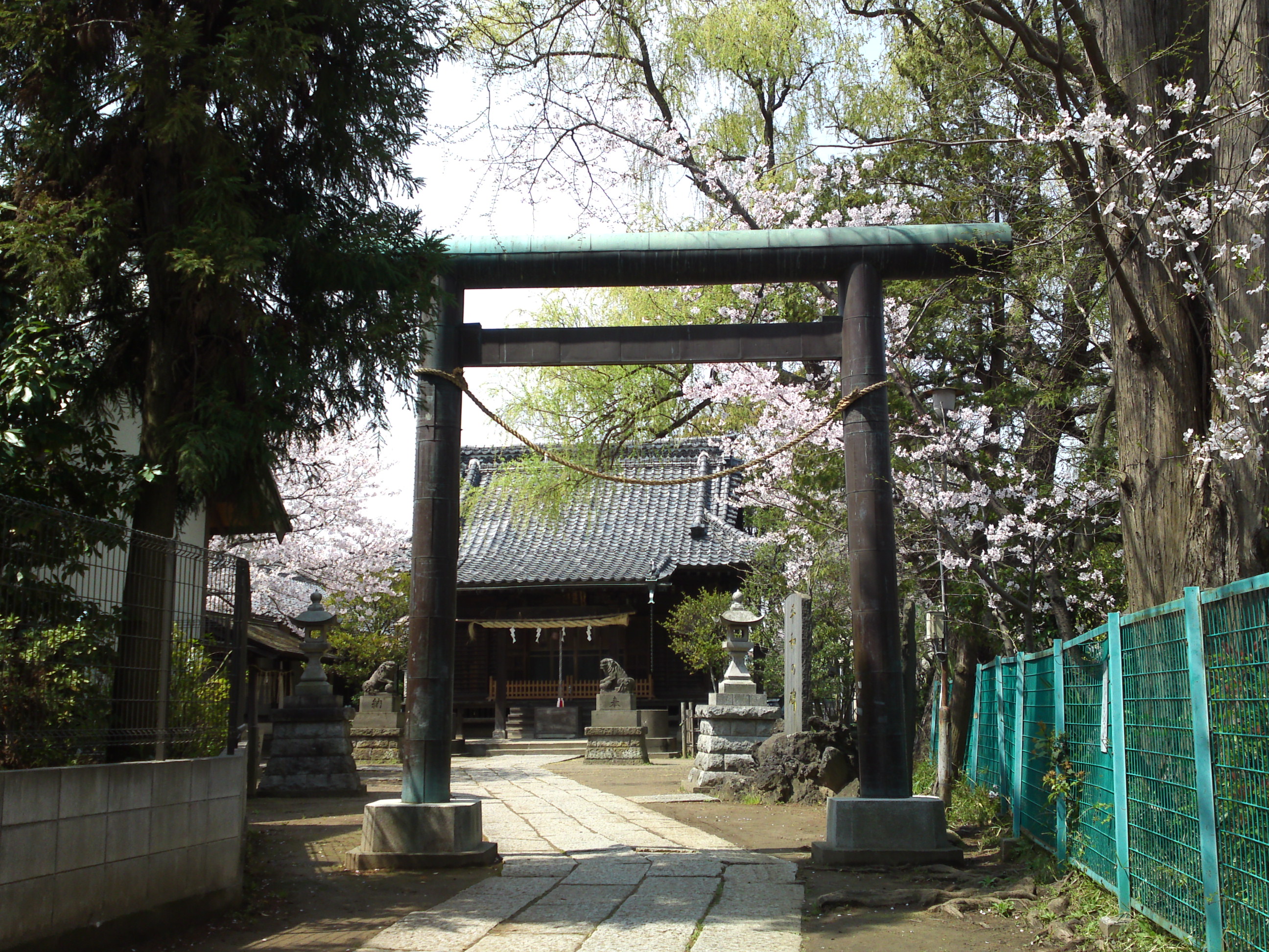 2016年手児奈霊神堂に咲く桜の花々３