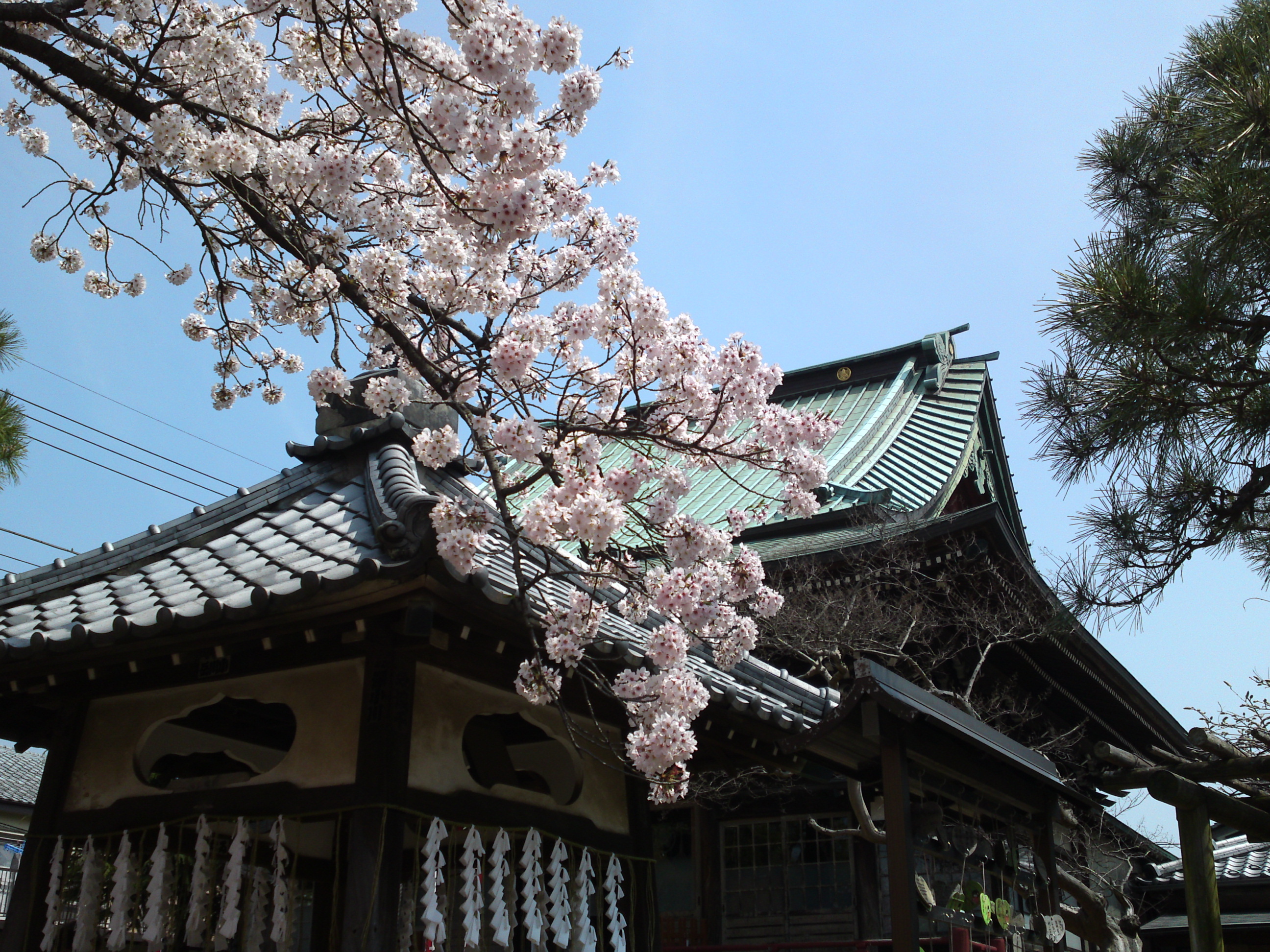 2016年手児奈霊神堂に咲く桜の花々４