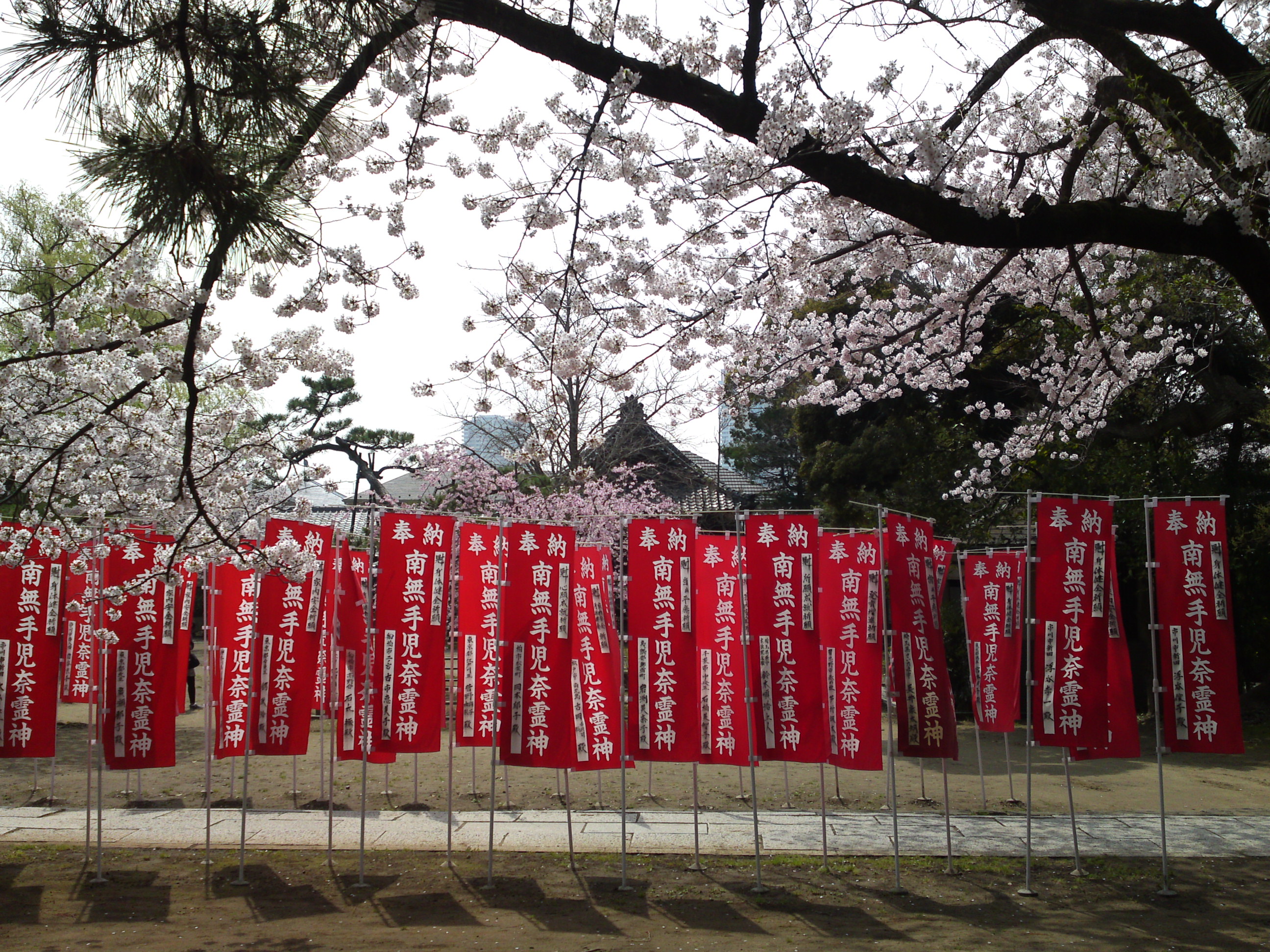 2016年手児奈霊神堂に咲く桜の花々５