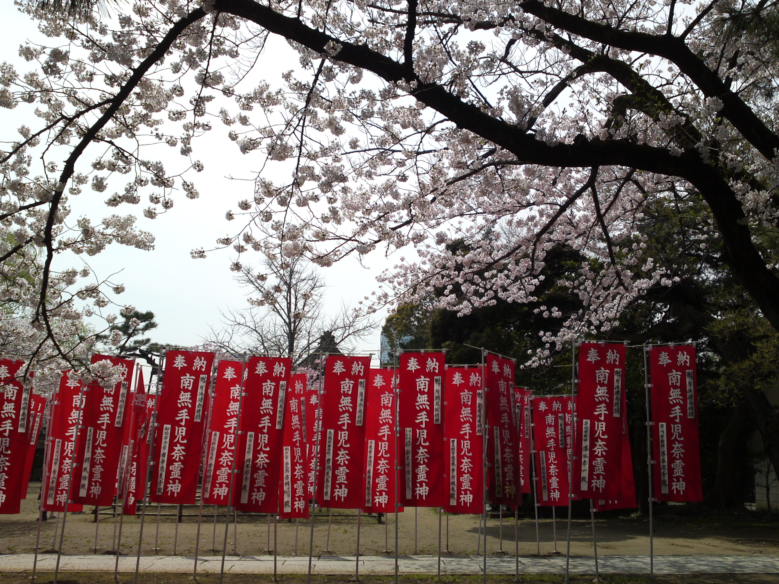 2016年手児奈霊神堂に咲く桜の花々６