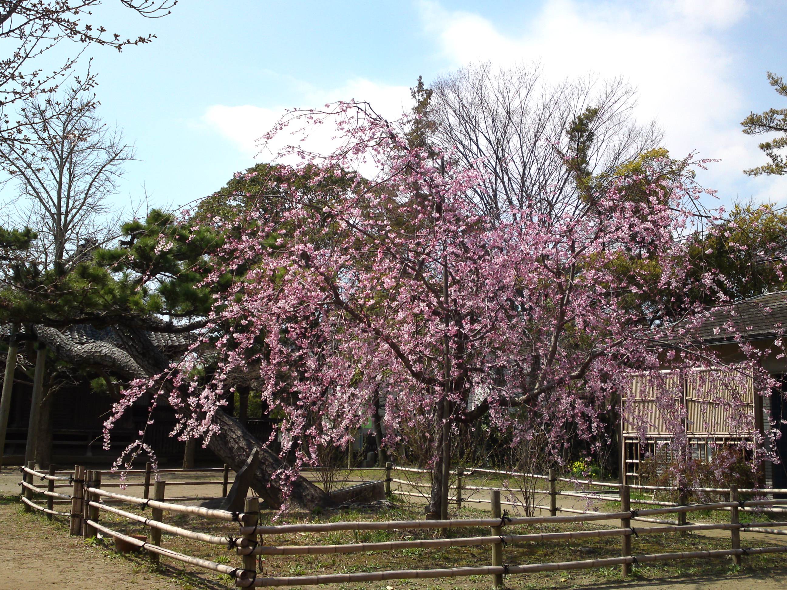 2017年手児奈霊神堂に咲くしだれ桜の花々１