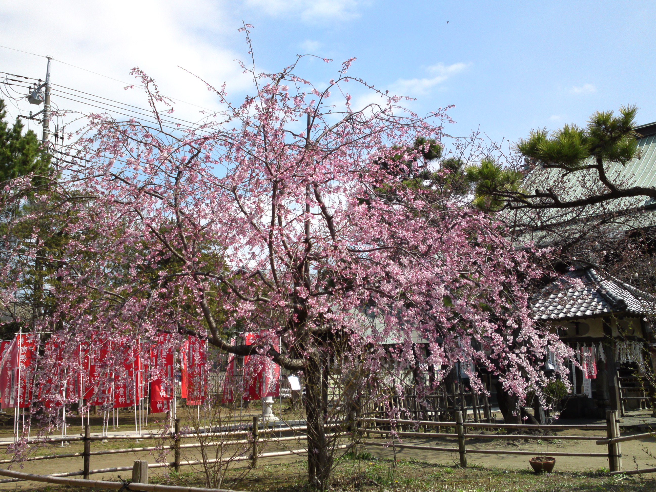 2017年手児奈霊神堂に咲くしだれ桜の花々３