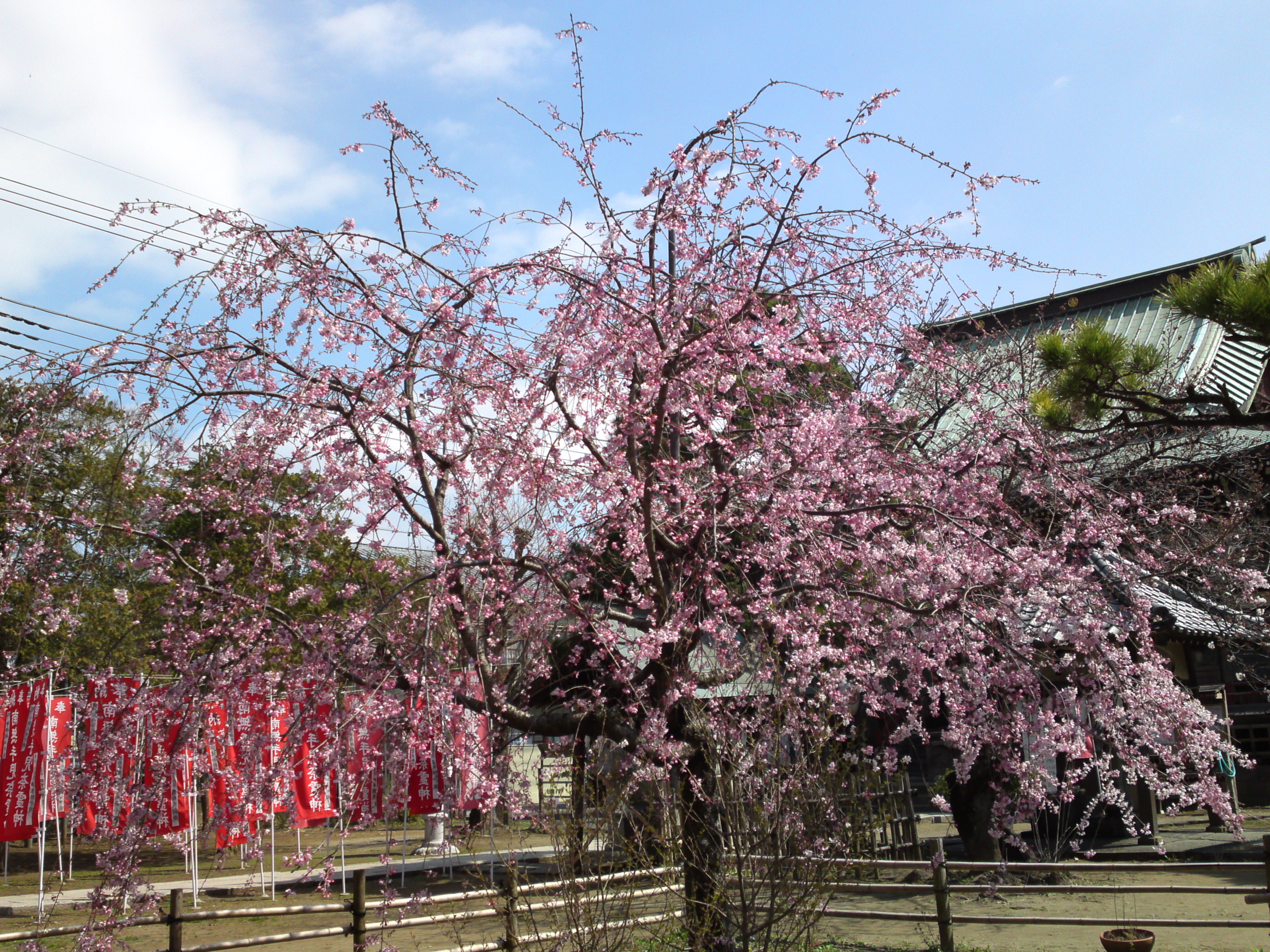 2017年手児奈霊神堂に咲くしだれ桜の花々４