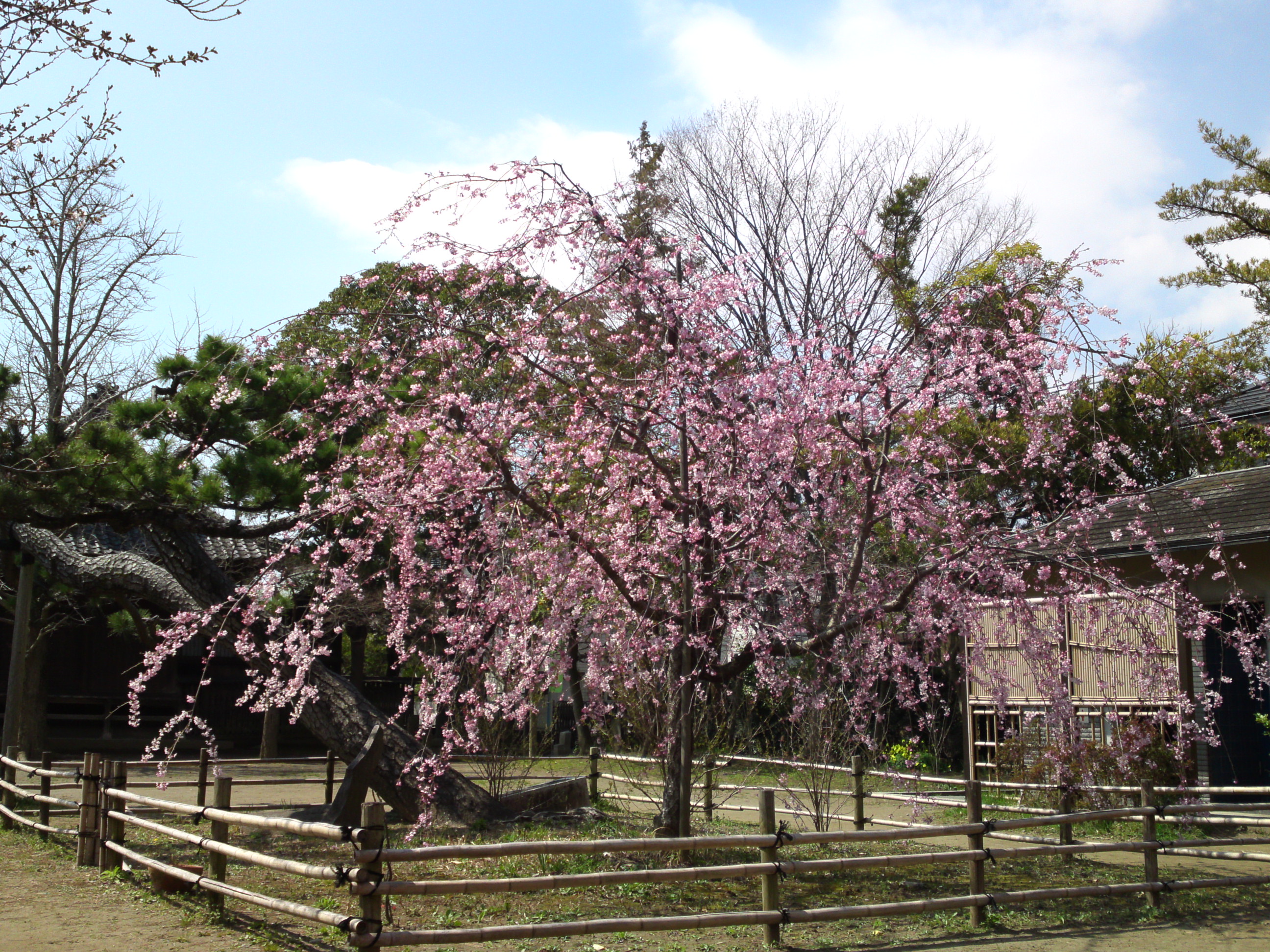 2017年手児奈霊神堂に咲くしだれ桜の花々６