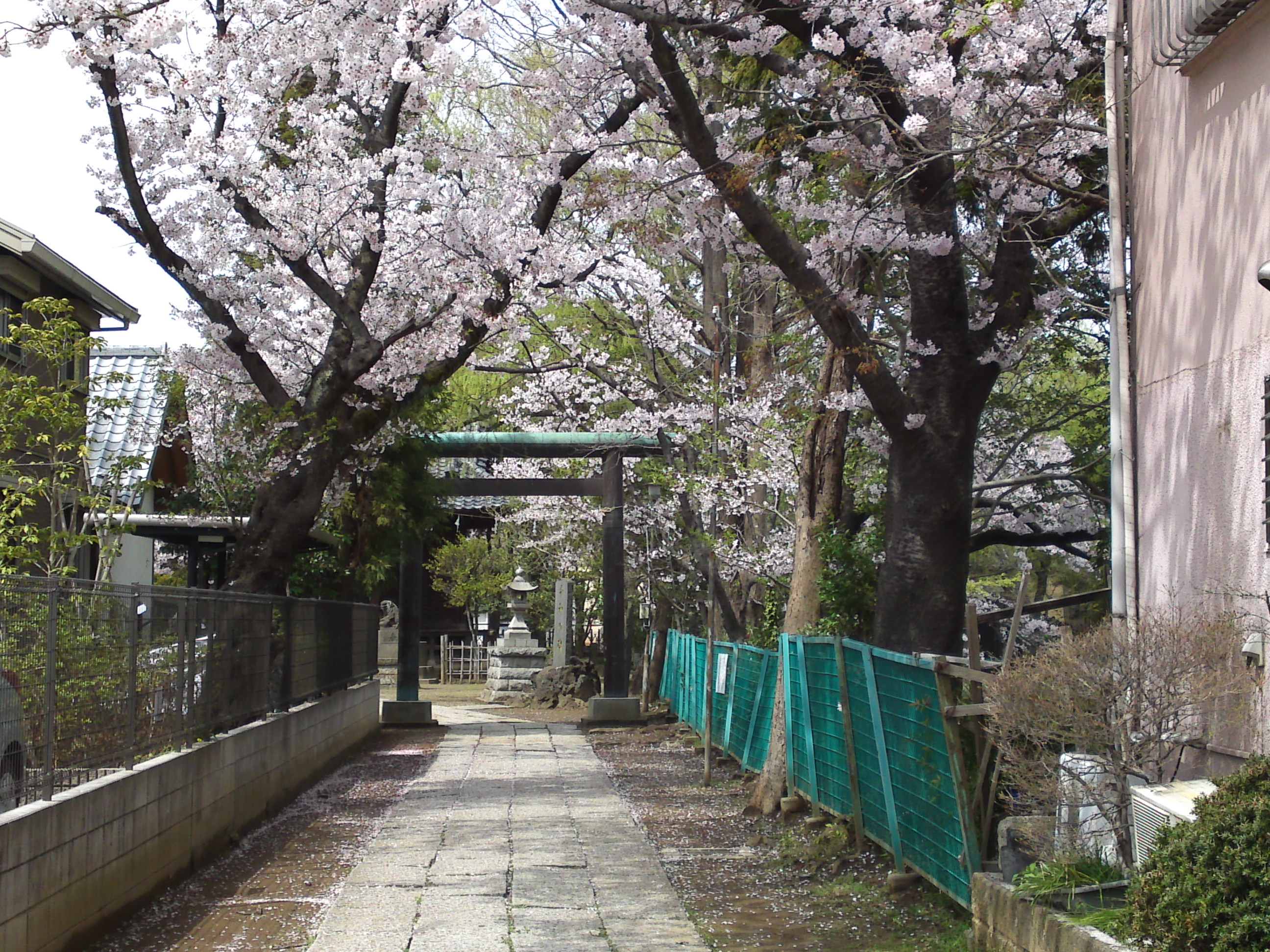2017年手児奈霊神堂に咲く桜の花々1