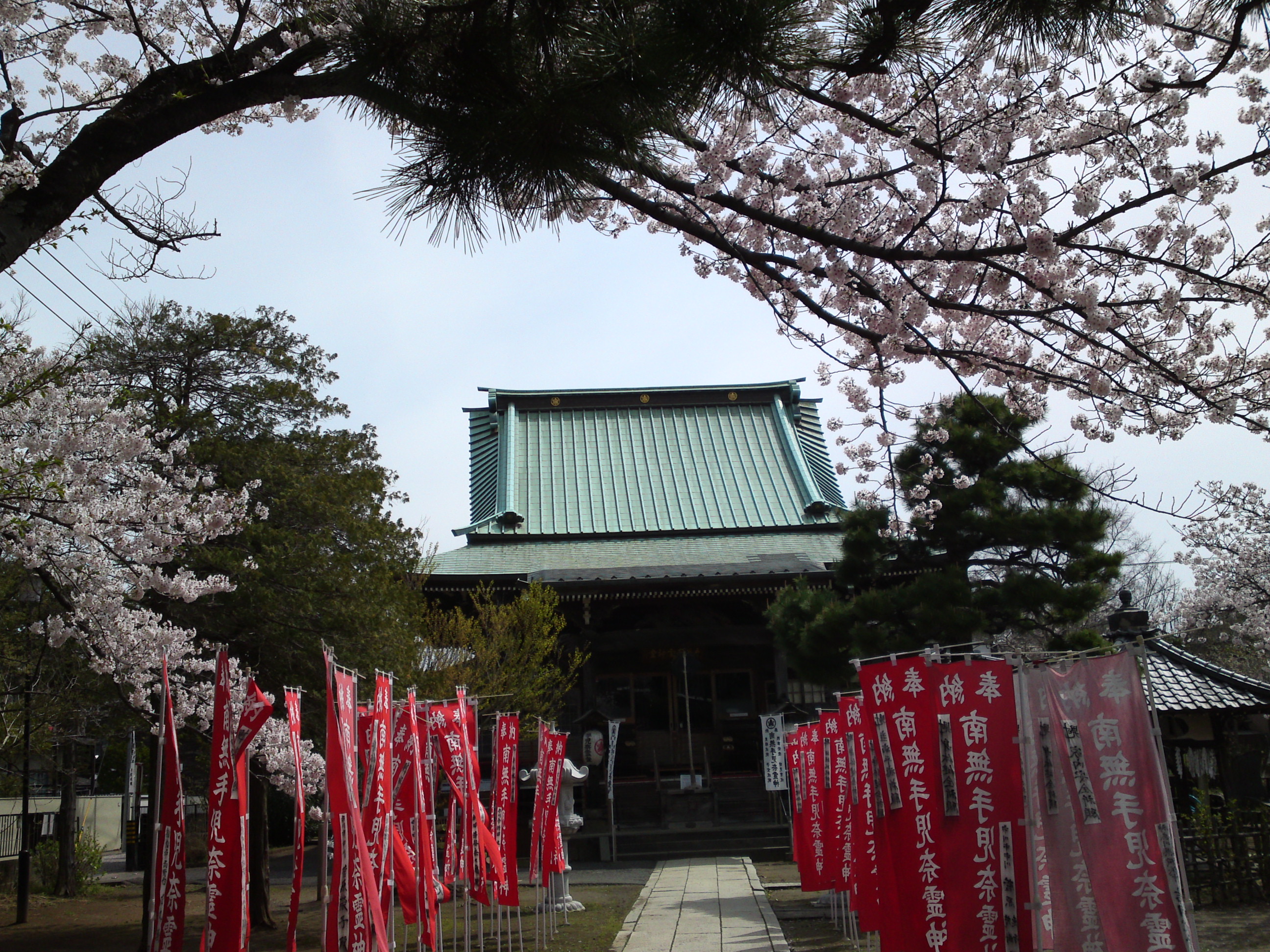 2017年手児奈霊神堂に咲く桜の花々2