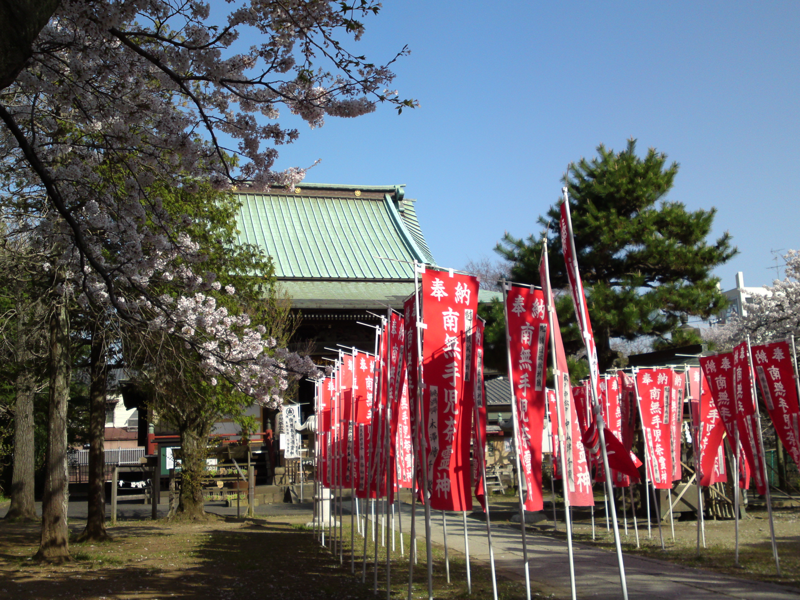 2018年手児奈霊神堂に咲く桜の花々１