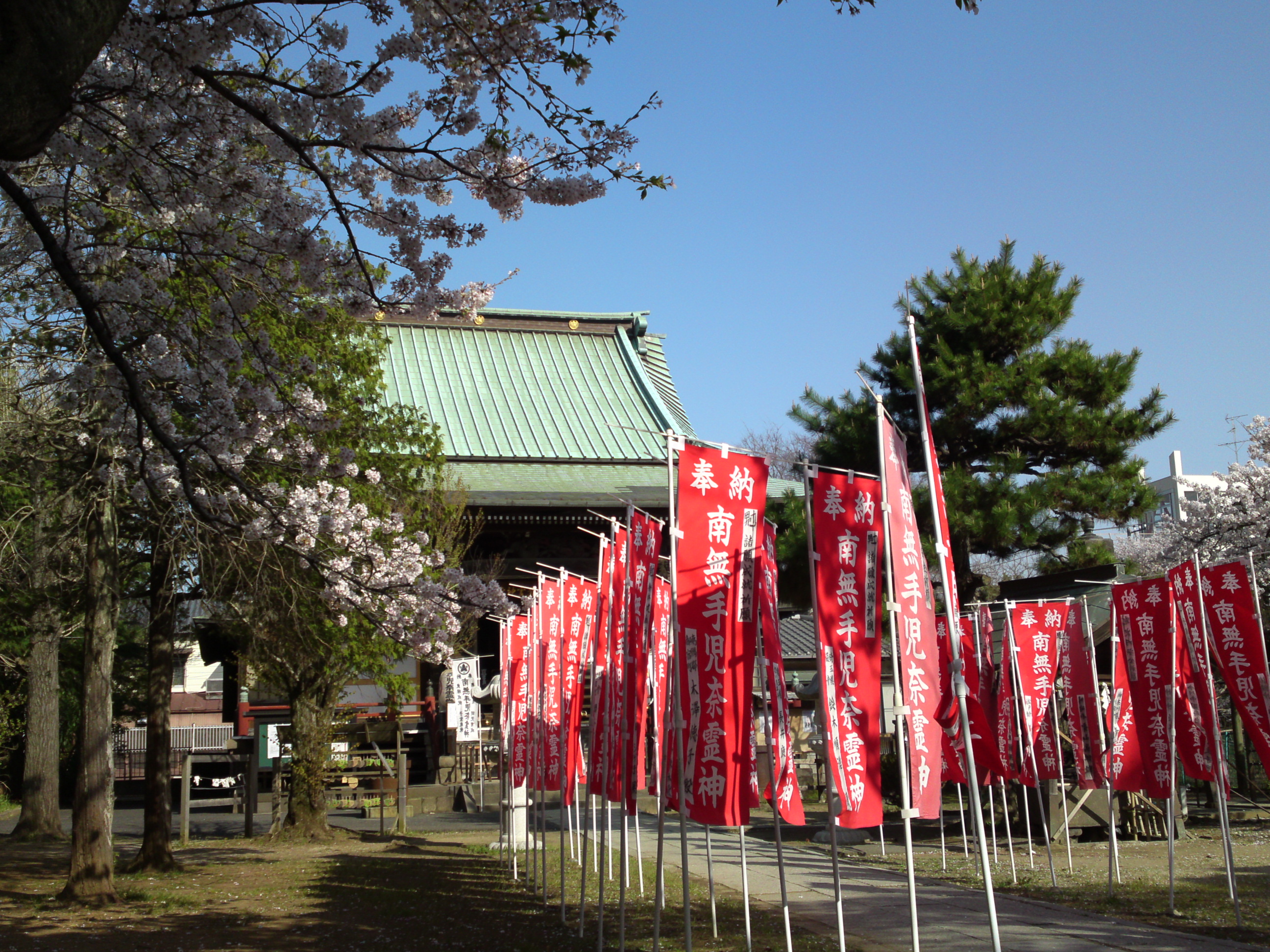 2018年手児奈霊神堂に咲く桜の花々２