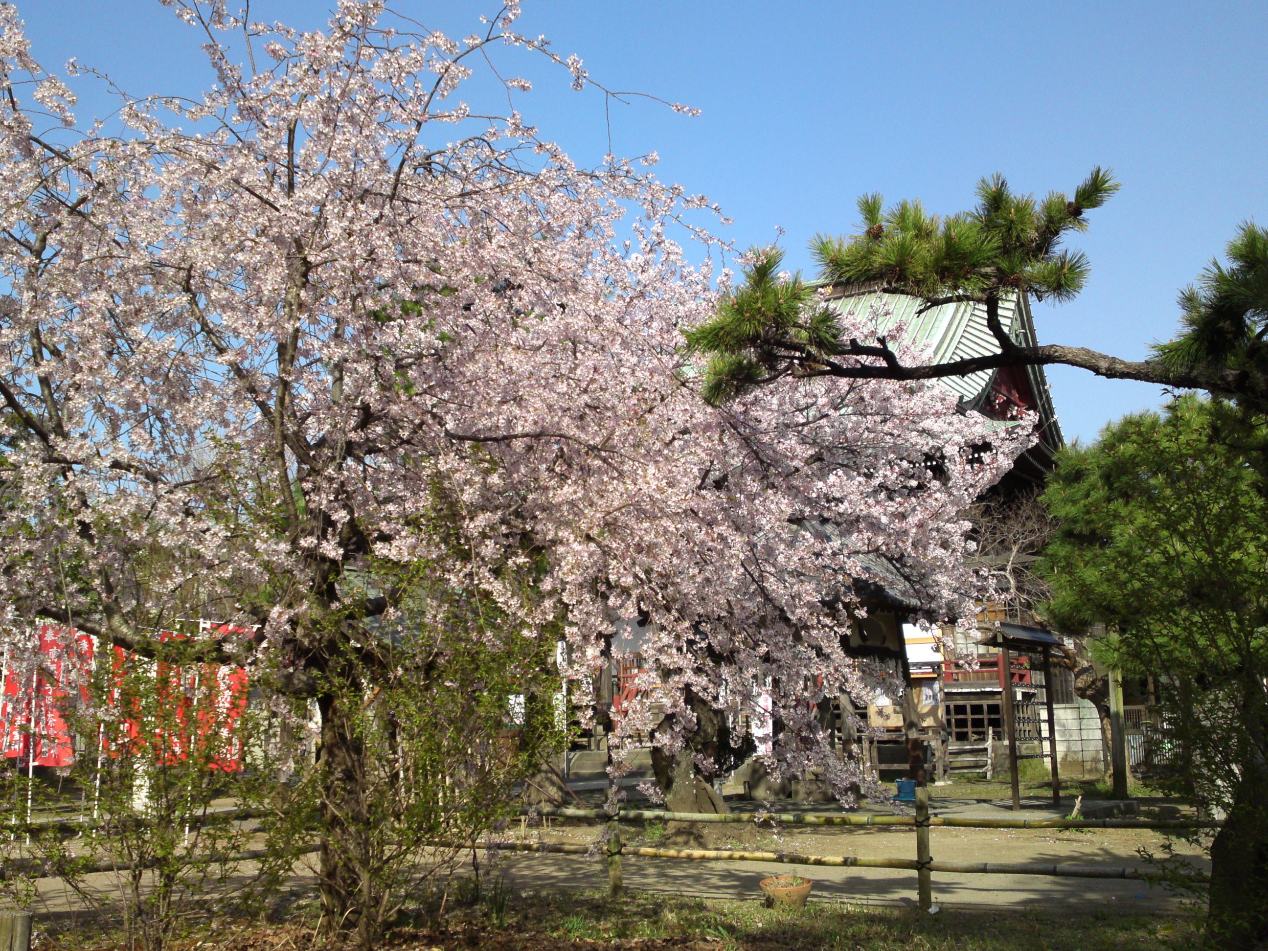 2017年手児奈霊神堂に咲くしだれ桜の花々２