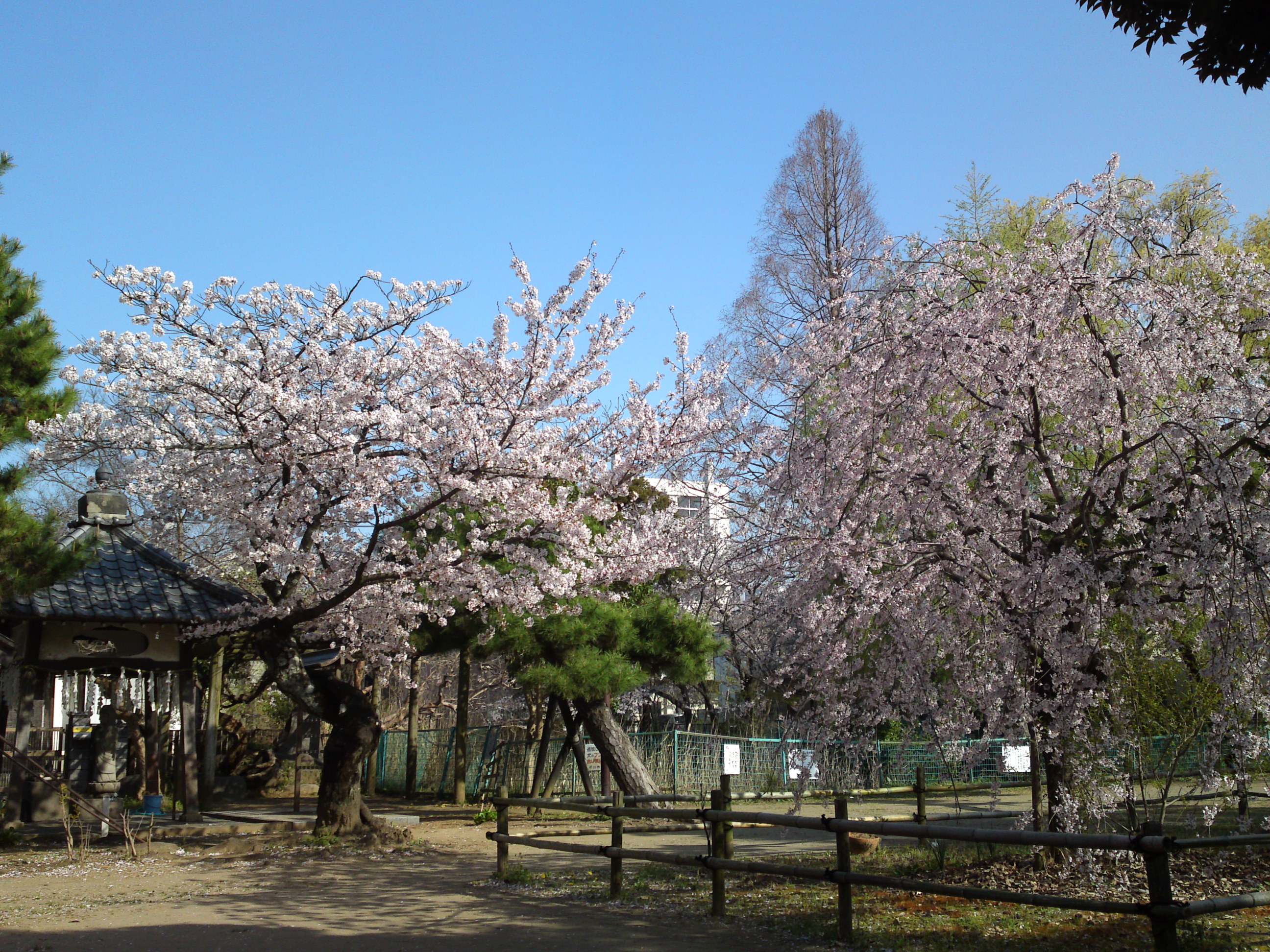 2017年手児奈霊神堂に咲くしだれ桜の花々５