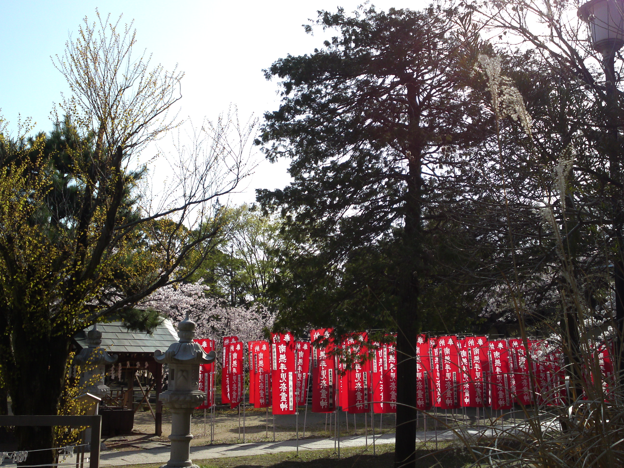 2018年手児奈霊神堂に咲く桜の花々４